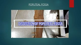 POPLITEAL FOSSA
 