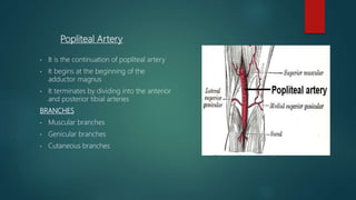 Popliteal Artery
• It is the continuation of popliteal artery
• It begins at the beginning of the
adductor magnus
• It terminates by dividing into the anterior
and posterior tibial arteries
BRANCHES
• Muscular branches
• Genicular branches
• Cutaneous branches
 