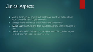 Clinical Aspects
 Most of the muscular branches of tibial nerve arise from its lateral side
except to medial head of gastrocnemius
 Damage to the tibial nerve causes motor and sensory loss
a) Motor Loss: Superficial and deep muscles of calf and intrinsic muscles of
sole
b) Sensory loss: Loss of sensation on whole of sole of foot, plantar aspect
of digits and nail beds on dorsum of foot.
 