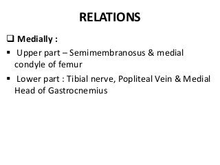 RELATIONS
 Medially :
 Upper part – Semimembranosus & medial
condyle of femur
 Lower part : Tibial nerve, Popliteal Vein & Medial
Head of Gastrocnemius
 