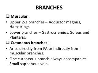BRANCHES
 Muscular :
• Upper 2-3 branches – Adductor magnus,
Hamstrings
• Lower branches – Gastrocnemius, Soleus and
Plantaris.
 Cutaneous branches :
• Arise directly from PA or indirectly from
muscular branches.
• One cutaneous branch always accompanies
Small saphenous vein.
 