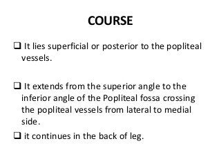 COURSE
 It lies superficial or posterior to the popliteal
vessels.
 It extends from the superior angle to the
inferior angle of the Popliteal fossa crossing
the popliteal vessels from lateral to medial
side.
 it continues in the back of leg.
 