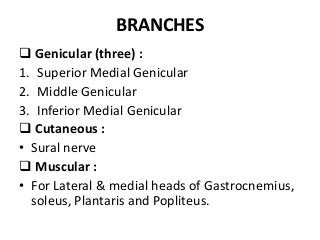BRANCHES
 Genicular (three) :
1. Superior Medial Genicular
2. Middle Genicular
3. Inferior Medial Genicular
 Cutaneous :
• Sural nerve
 Muscular :
• For Lateral & medial heads of Gastrocnemius,
soleus, Plantaris and Popliteus.
 