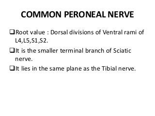 COMMON PERONEAL NERVE
Root value : Dorsal divisions of Ventral rami of
L4,L5,S1,S2.
It is the smaller terminal branch of Sciatic
nerve.
It lies in the same plane as the Tibial nerve.
 
