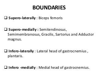 BOUNDARIES
 Supero-laterally : Biceps femoris
 Supero-medially : Semitendinosus,
Semimembranosus, Gracilis, Sartorius and Adductor
magnus.
 Infero-laterally : Lateral head of gastrocnemius ,
plantaris.
 Infero -medially : Medial head of gastrocnemius.
 