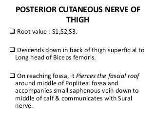 POSTERIOR CUTANEOUS NERVE OF
THIGH
 Root value : S1,S2,S3.
 Descends down in back of thigh superficial to
Long head of Biceps femoris.
 On reaching fossa, it Pierces the fascial roof
around middle of Popliteal fossa and
accompanies small saphenous vein down to
middle of calf & communicates with Sural
nerve.
 