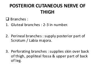 POSTERIOR CUTANEOUS NERVE OF
THIGH
 Branches :
1. Gluteal branches : 2-3 in number.
2. Perineal branches : supply posterior part of
Scrotum / Labia majora.
3. Perforating branches : supplies skin over back
of thigh, popliteal fossa & upper part of back
of leg.
 