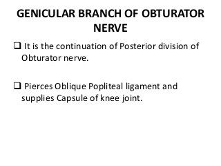 GENICULAR BRANCH OF OBTURATOR
NERVE
 It is the continuation of Posterior division of
Obturator nerve.
 Pierces Oblique Popliteal ligament and
supplies Capsule of knee joint.
 