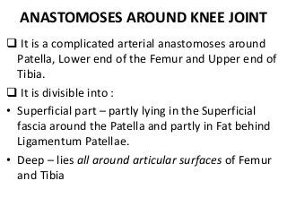 ANASTOMOSES AROUND KNEE JOINT
 It is a complicated arterial anastomoses around
Patella, Lower end of the Femur and Upper end of
Tibia.
 It is divisible into :
• Superficial part – partly lying in the Superficial
fascia around the Patella and partly in Fat behind
Ligamentum Patellae.
• Deep – lies all around articular surfaces of Femur
and Tibia
 