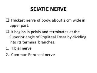 SCIATIC NERVE
 Thickest nerve of body, about 2 cm wide in
upper part.
 It begins in pelvis and terminates at the
Superior angle of Popliteal Fossa by dividing
into its terminal branches.
1. Tibial nerve
2. Common Peroneal nerve
 