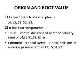 ORIGIN AND ROOT VALUE
 Largest branch of sacral plexus.
L4, L5, S1, S2, S3.
 It has two components –
• Tibial – Ventral divisions of anterior primary
rami of L4,L5,S1,S2,S3 &
• Common Peroneal Nerve – Dorsal divisions of
anterior primary rami of L4,L5,S1,S2.
 