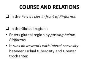 COURSE AND RELATIONS
 In the Pelvis : Lies in front of Piriformis
 In the Gluteal region :
• Enters gluteal region by passing below
Piriformis.
• It runs downwards with lateral convexity
between Ischial tuberosity and Greater
trochanter.
 