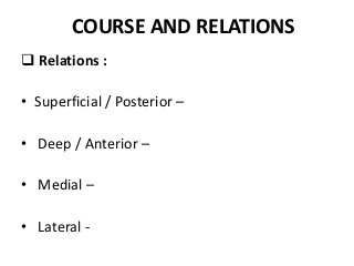 COURSE AND RELATIONS
 Relations :
• Superficial / Posterior –
• Deep / Anterior –
• Medial –
• Lateral -
 