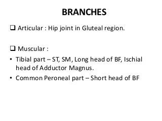 BRANCHES
 Articular : Hip joint in Gluteal region.
 Muscular :
• Tibial part – ST, SM, Long head of BF, Ischial
head of Adductor Magnus.
• Common Peroneal part – Short head of BF
 