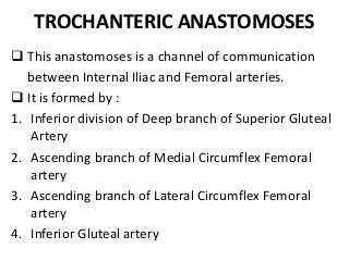 TROCHANTERIC ANASTOMOSES
 This anastomoses is a channel of communication
between Internal Iliac and Femoral arteries.
 It is formed by :
1. Inferior division of Deep branch of Superior Gluteal
Artery
2. Ascending branch of Medial Circumflex Femoral
artery
3. Ascending branch of Lateral Circumflex Femoral
artery
4. Inferior Gluteal artery
 