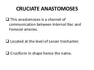 CRUCIATE ANASTOMOSES
 This anastomoses is a channel of
communication between Internal Iliac and
Femoral arteries.
 Located at the level of Lesser trochanter.
 Cruciform in shape hence the name.
 