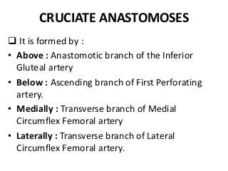 CRUCIATE ANASTOMOSES
 It is formed by :
• Above : Anastomotic branch of the Inferior
Gluteal artery
• Below : Ascending branch of First Perforating
artery.
• Medially : Transverse branch of Medial
Circumflex Femoral artery
• Laterally : Transverse branch of Lateral
Circumflex Femoral artery.
 