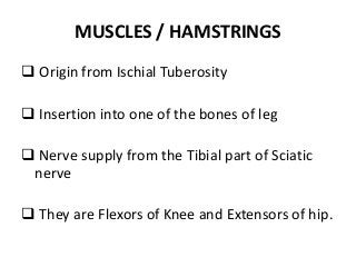 MUSCLES / HAMSTRINGS
 Origin from Ischial Tuberosity
 Insertion into one of the bones of leg
 Nerve supply from the Tibial part of Sciatic
nerve
 They are Flexors of Knee and Extensors of hip.
 