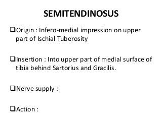 SEMITENDINOSUS
Origin : Infero-medial impression on upper
part of Ischial Tuberosity
Insertion : Into upper part of medial surface of
tibia behind Sartorius and Gracilis.
Nerve supply :
Action :
 