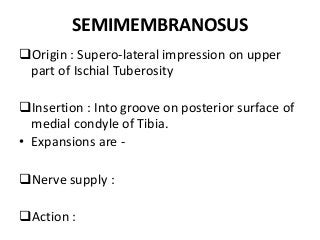 SEMIMEMBRANOSUS
Origin : Supero-lateral impression on upper
part of Ischial Tuberosity
Insertion : Into groove on posterior surface of
medial condyle of Tibia.
• Expansions are -
Nerve supply :
Action :
 