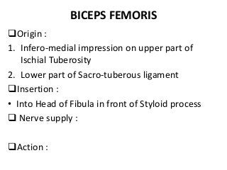 BICEPS FEMORIS
Origin :
1. Infero-medial impression on upper part of
Ischial Tuberosity
2. Lower part of Sacro-tuberous ligament
Insertion :
• Into Head of Fibula in front of Styloid process
 Nerve supply :
Action :
 