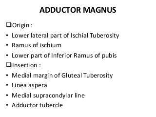 ADDUCTOR MAGNUS
Origin :
• Lower lateral part of Ischial Tuberosity
• Ramus of ischium
• Lower part of Inferior Ramus of pubis
Insertion :
• Medial margin of Gluteal Tuberosity
• Linea aspera
• Medial supracondylar line
• Adductor tubercle
 