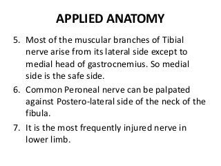 APPLIED ANATOMY
5. Most of the muscular branches of Tibial
nerve arise from its lateral side except to
medial head of gastrocnemius. So medial
side is the safe side.
6. Common Peroneal nerve can be palpated
against Postero-lateral side of the neck of the
fibula.
7. It is the most frequently injured nerve in
lower limb.
 