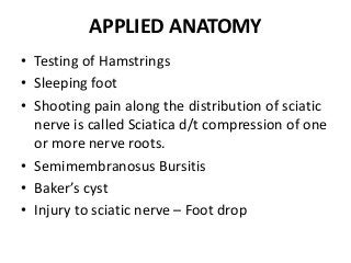 APPLIED ANATOMY
• Testing of Hamstrings
• Sleeping foot
• Shooting pain along the distribution of sciatic
nerve is called Sciatica d/t compression of one
or more nerve roots.
• Semimembranosus Bursitis
• Baker’s cyst
• Injury to sciatic nerve – Foot drop
 