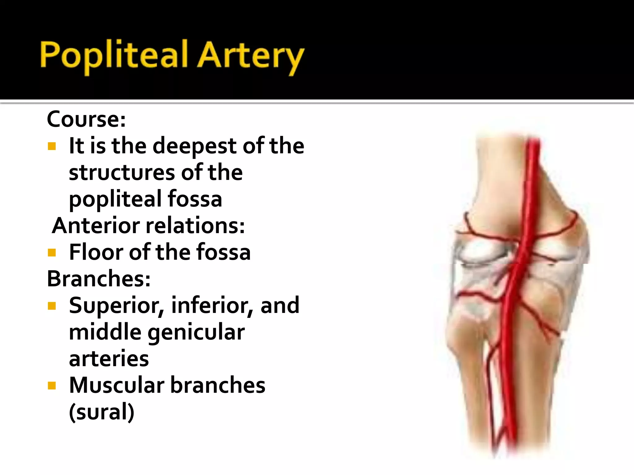 Course:
 It is the deepest of the
structures of the
popliteal fossa
Anterior relations:
 Floor of the fossa
Branches:
 Superior, inferior, and
middle genicular
arteries
 Muscular branches
(sural)
 