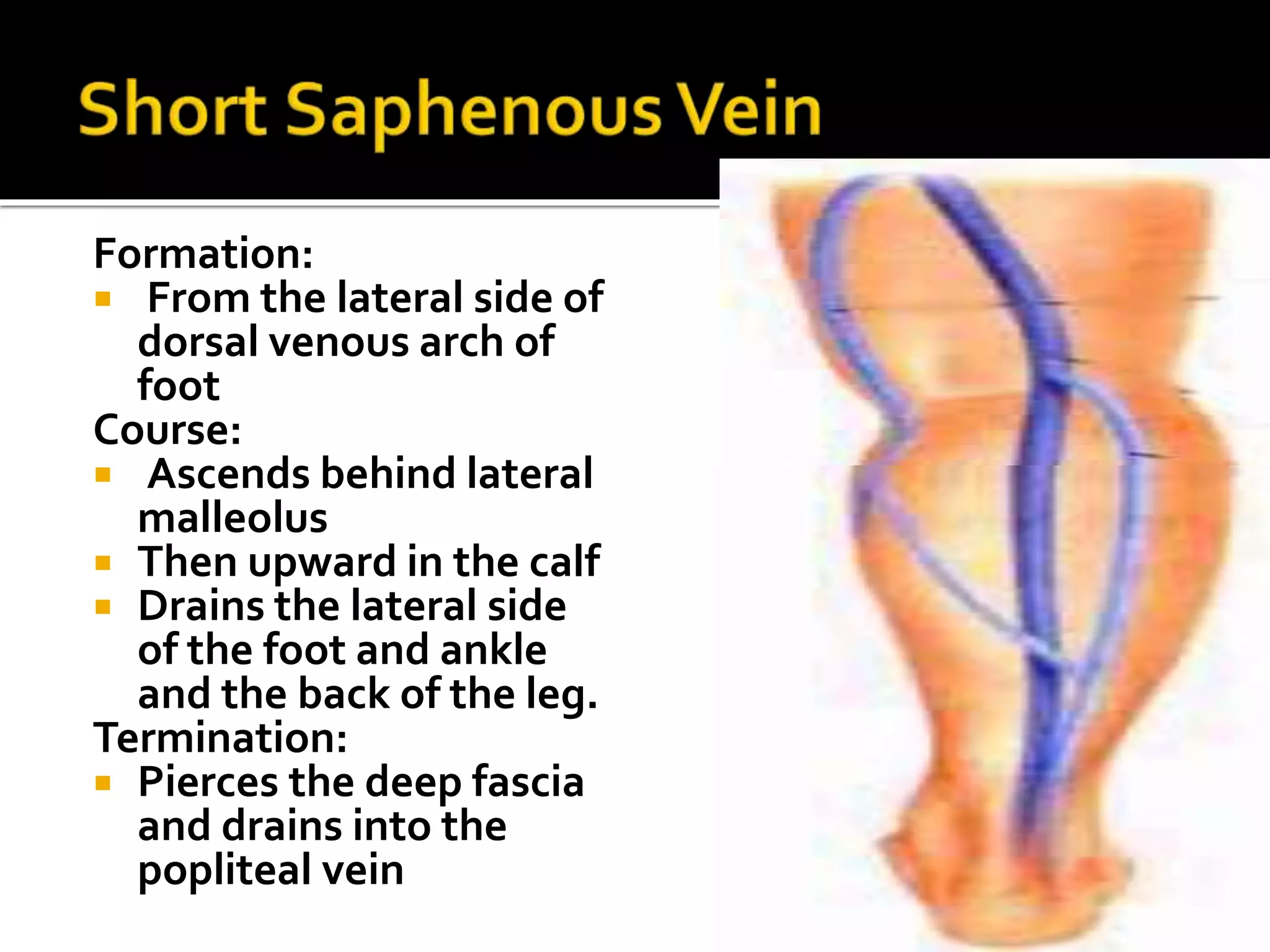 Formation:
 From the lateral side of
dorsal venous arch of
foot
Course:
 Ascends behind lateral
malleolus
 Then upward in the calf
 Drains the lateral side
of the foot and ankle
and the back of the leg.
Termination:
 Pierces the deep fascia
and drains into the
popliteal vein
 