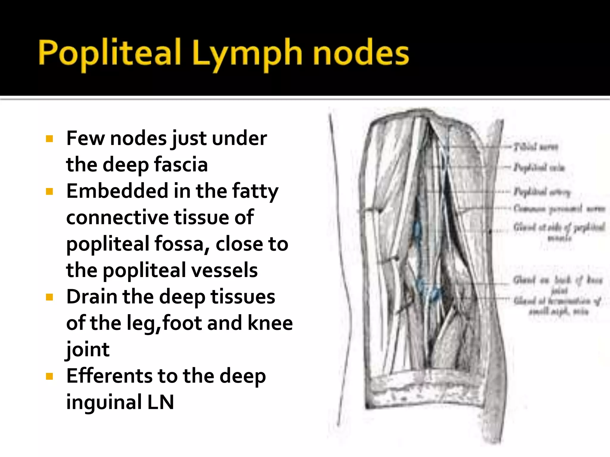  Few nodes just under
the deep fascia
 Embedded in the fatty
connective tissue of
popliteal fossa, close to
the popliteal vessels
 Drain the deep tissues
of the leg,foot and knee
joint
 Efferents to the deep
inguinal LN
 