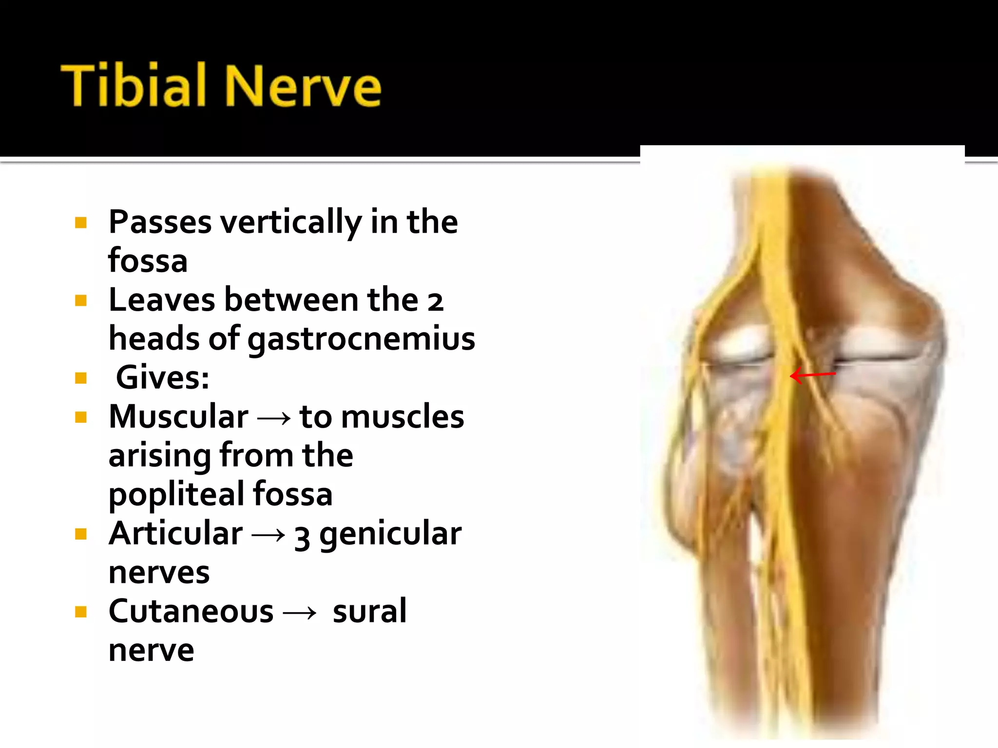  Passes vertically in the
fossa
 Leaves between the 2
heads of gastrocnemius
 Gives:
 Muscular → to muscles
arising from the
popliteal fossa
 Articular → 3 genicular
nerves
 Cutaneous → sural
nerve
 