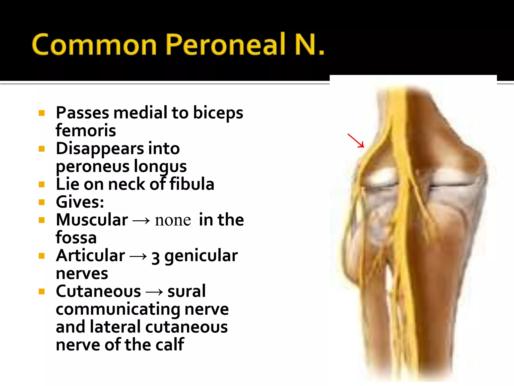  Passes medial to biceps
femoris
 Disappears into
peroneus longus
 Lie on neck of fibula
 Gives:
 Muscular → none in the
fossa
 Articular → 3 genicular
nerves
 Cutaneous → sural
communicating nerve
and lateral cutaneous
nerve of the calf
 