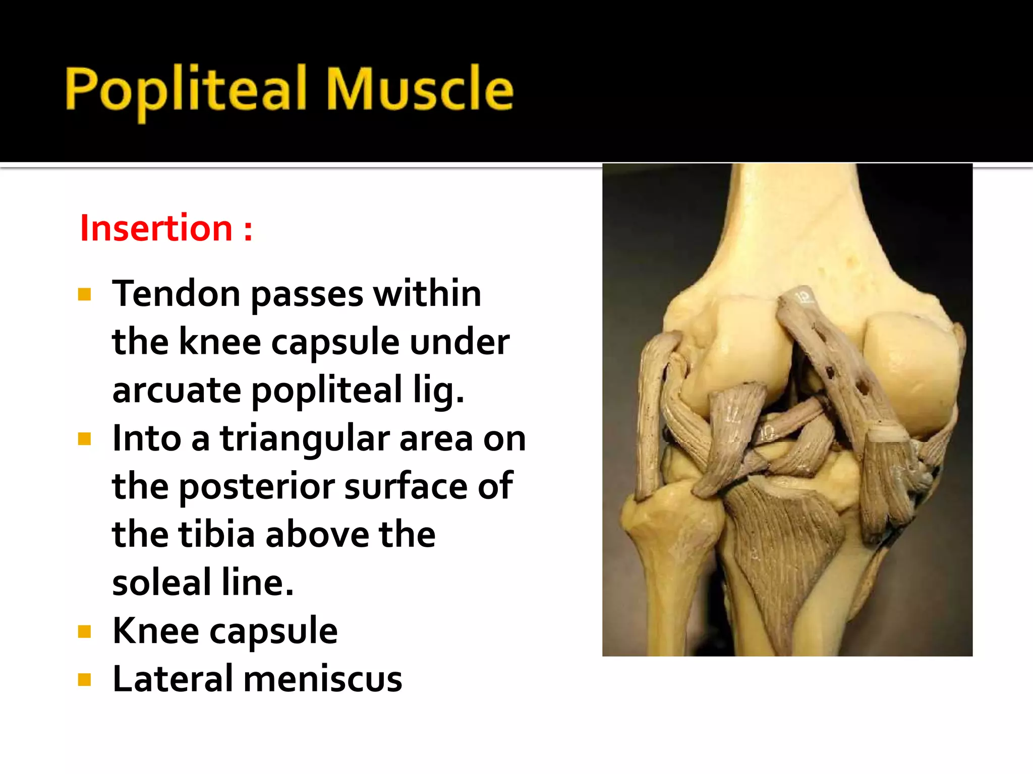  Tendon passes within
the knee capsule under
arcuate popliteal lig.
 Into a triangular area on
the posterior surface of
the tibia above the
soleal line.
 Knee capsule
 Lateral meniscus
Insertion :
 