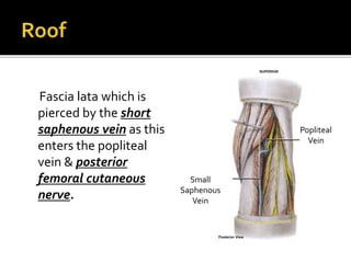 Fascia lata which is
pierced by the short
saphenous vein as this
enters the popliteal
vein & posterior
femoral cutaneous
n...