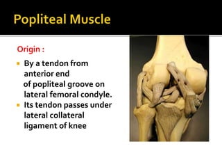 By a tendon from
anterior end
of popliteal groove on
lateral femoral condyle.
 Its tendon passes under
lateral collater...