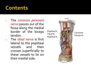 1. The common peroneal
nerve passes out of the
fossa along the medial
border of the biceps
tendon
2. The tibial nerve is f...