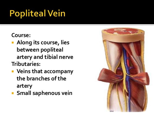 Popliteal fossa