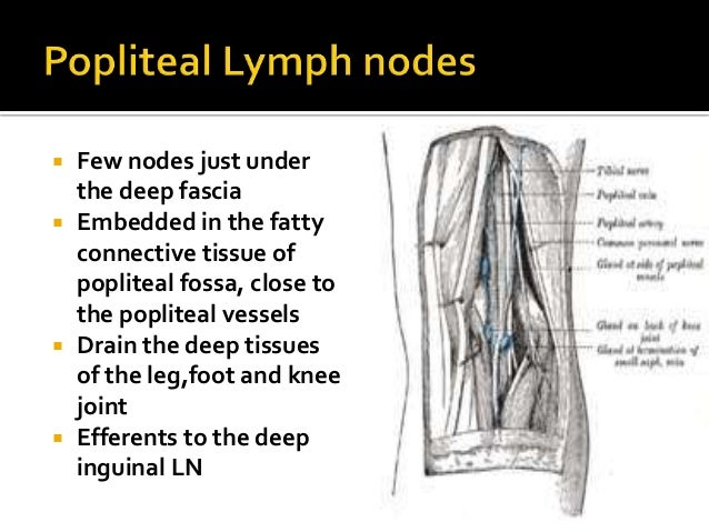 Popliteal fossa