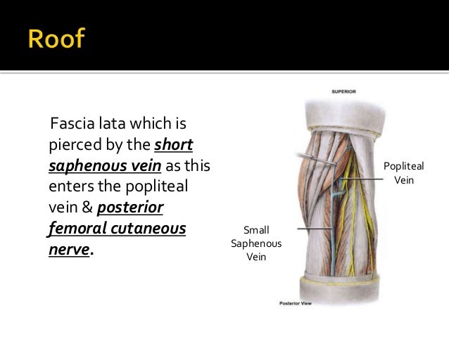 Popliteal fossa