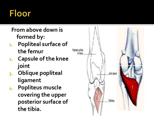 popliteal fossa