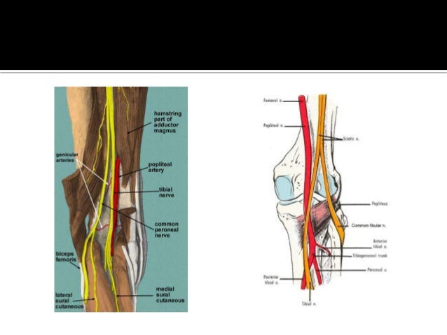 Popliteal Fossa Popliteal Fossa