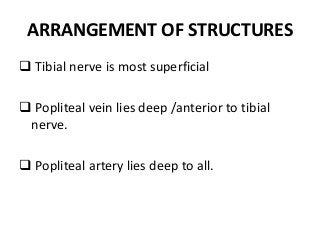 ARRANGEMENT OF STRUCTURES
 Tibial nerve is most superficial
 Popliteal vein lies deep /anterior to tibial
nerve.
 Popliteal artery lies deep to all.
 