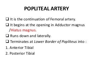 POPLITEAL ARTERY
 It is the continuation of Femoral artery.
 It begins at the opening in Adductor magnus
/Hiatus magnus.
 Runs down and laterally.
 Terminates at Lower Border of Popliteus into :
1. Anterior Tibial
2. Posterior Tibial
 