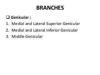 BRANCHES
 Genicular :
1. Medial and Lateral Superior Genicular
2. Medial and Lateral Inferior Genicular
3. Middle Genicular
 