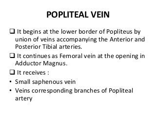 POPLITEAL VEIN
 It begins at the lower border of Popliteus by
union of veins accompanying the Anterior and
Posterior Tibial arteries.
 It continues as Femoral vein at the opening in
Adductor Magnus.
 It receives :
• Small saphenous vein
• Veins corresponding branches of Popliteal
artery
 