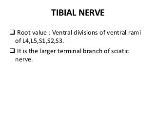 TIBIAL NERVE
 Root value : Ventral divisions of ventral rami
of L4,L5,S1,S2,S3.
 It is the larger terminal branch of sciatic
nerve.
 