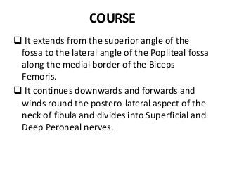 COURSE
 It extends from the superior angle of the
fossa to the lateral angle of the Popliteal fossa
along the medial border of the Biceps
Femoris.
 It continues downwards and forwards and
winds round the postero-lateral aspect of the
neck of fibula and divides into Superficial and
Deep Peroneal nerves.
 
