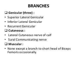 BRANCHES
 Genicular (three) :
• Superior Lateral Genicular
• Inferior Lateral Genicular
• Recurrent Genicular
 Cutaneous :
• Lateral Cutaneous nerve of calf
• Sural Communicating nerve
 Muscular :
• None except a branch to short head of Biceps
Femoris occasionally.
 