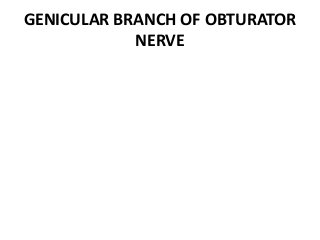 GENICULAR BRANCH OF OBTURATOR
NERVE
 